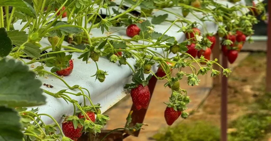 A agricultura foi crucial para a Rus' de Kiev?