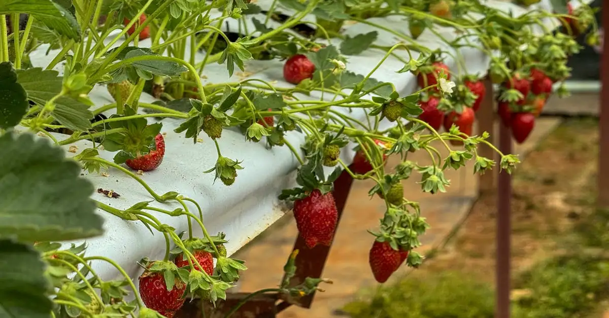 A agricultura foi crucial para a Rus' de Kiev?