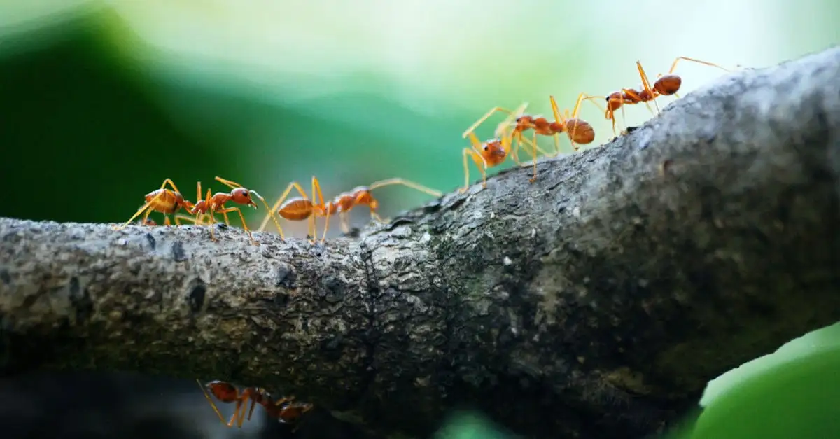 Como o vinagre pode afastar formigas da sua cozinha?