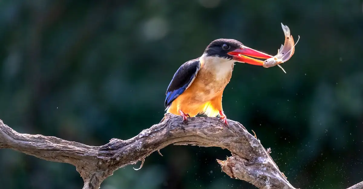 Como os martins-pescadores capturam peixes com eficácia?
