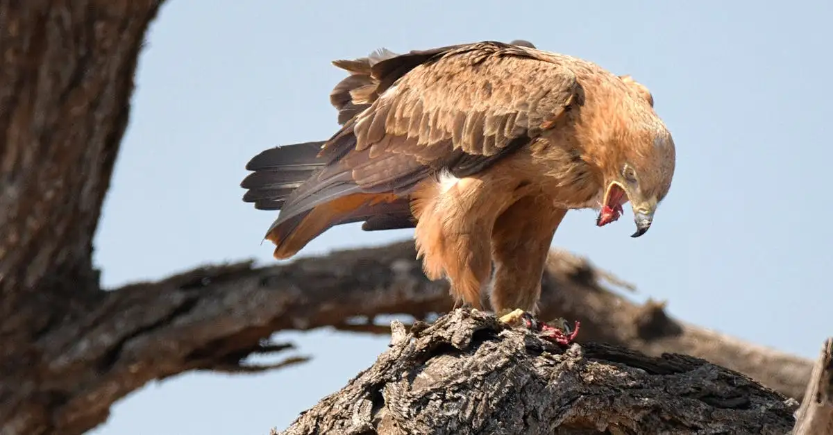 Por que águias e falcões são caçadores tão eficazes?
