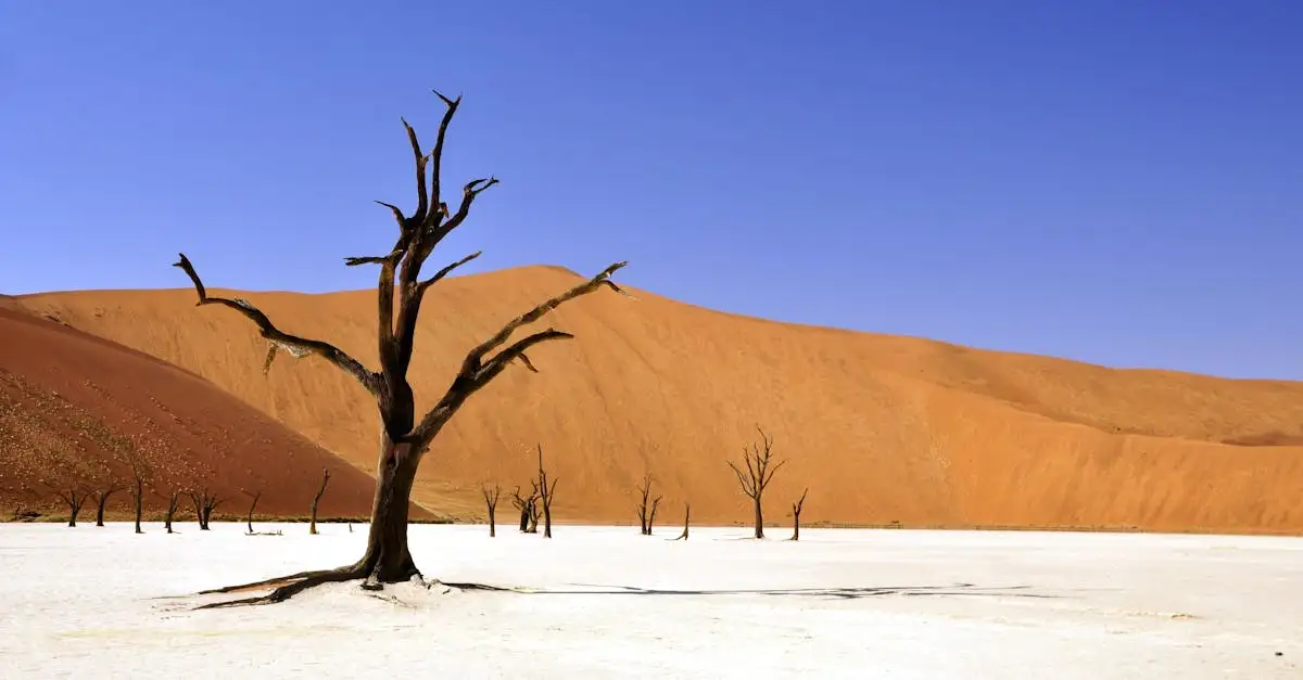 Por que o Lago Eyre é único mesmo em períodos de seca?