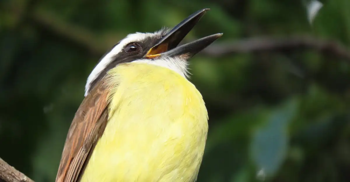Quais aves ajudam na dispersão de sementes essenciais?