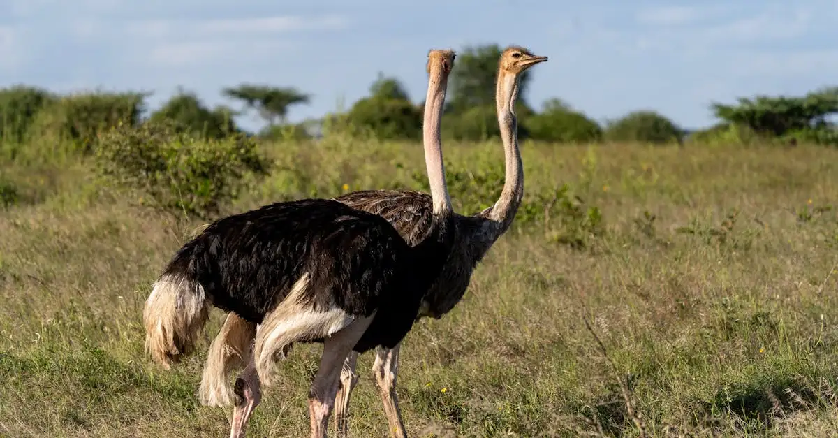 Quais são as principais ameaças às aves na natureza?