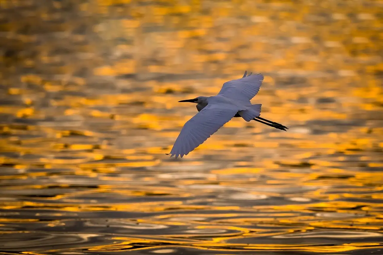 Quais são as principais ameaças às aves na natureza?