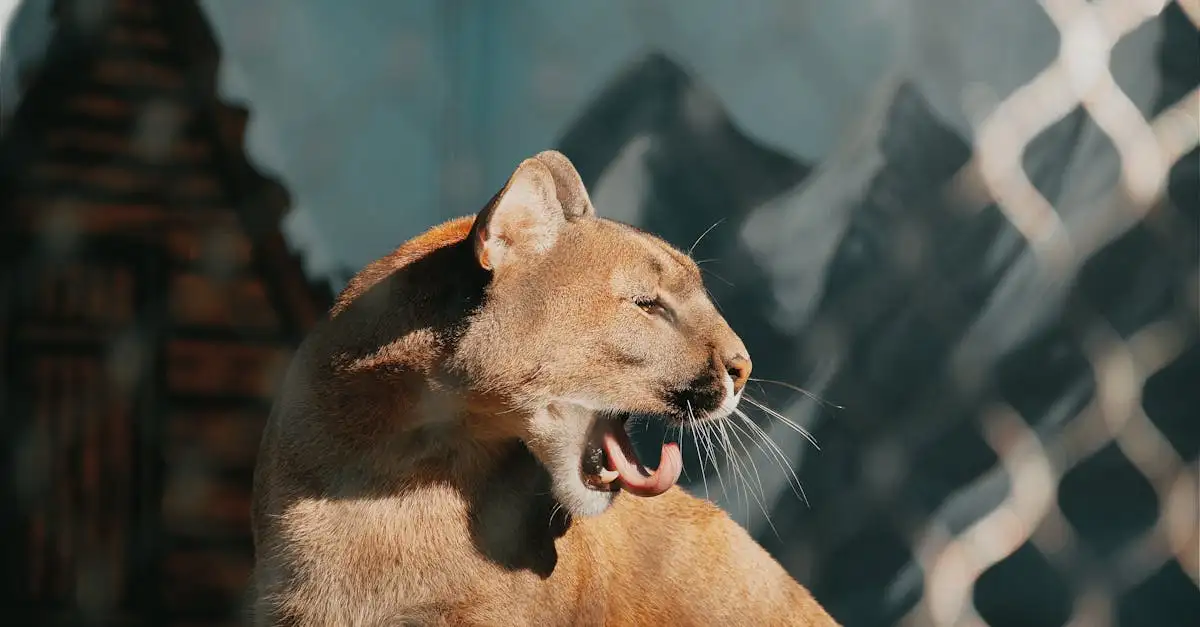 Quais são os ancestrais dos gatos modernos?
