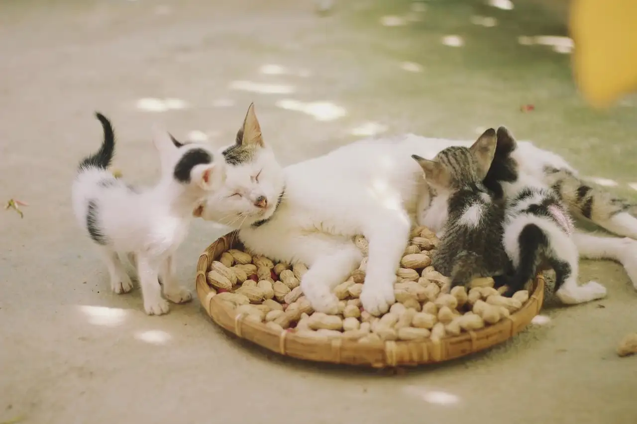 Quais são os ancestrais dos gatos modernos?