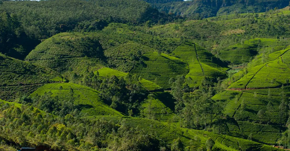 Qual cidade do Sri Lanka é famosa pelo comércio de chá?