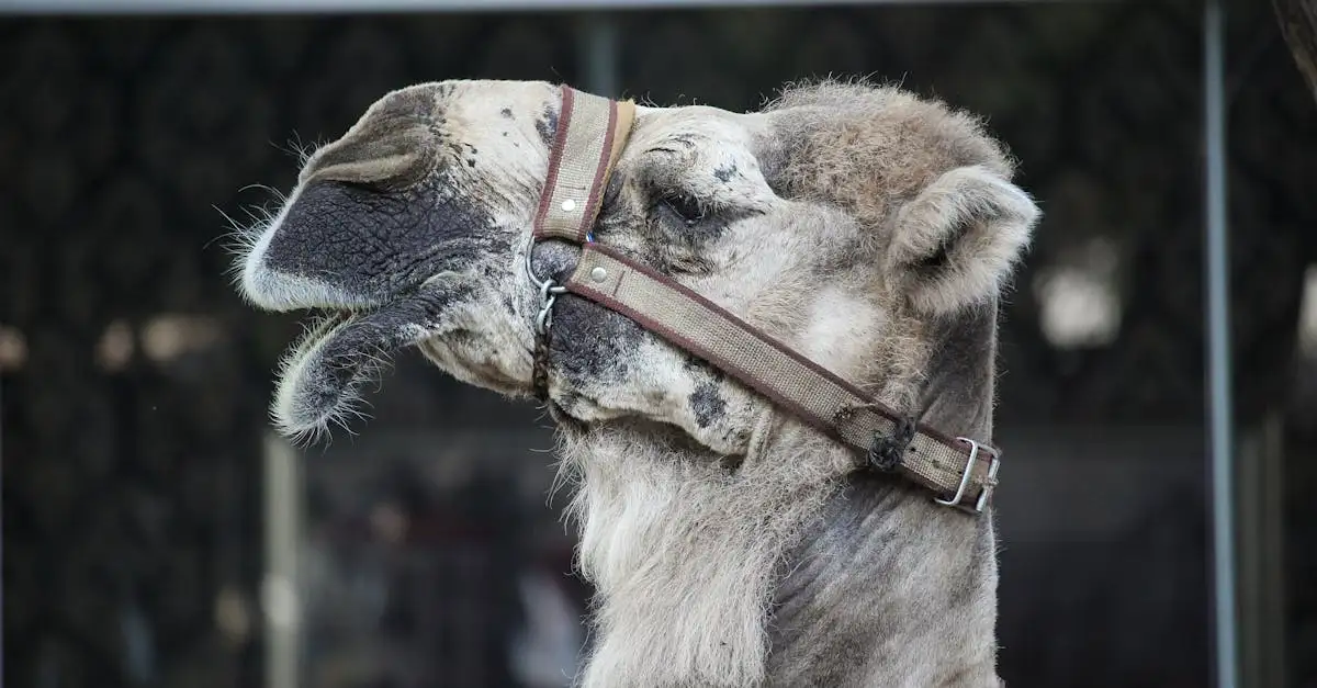 Quanto água um camelo pode beber de uma só vez?