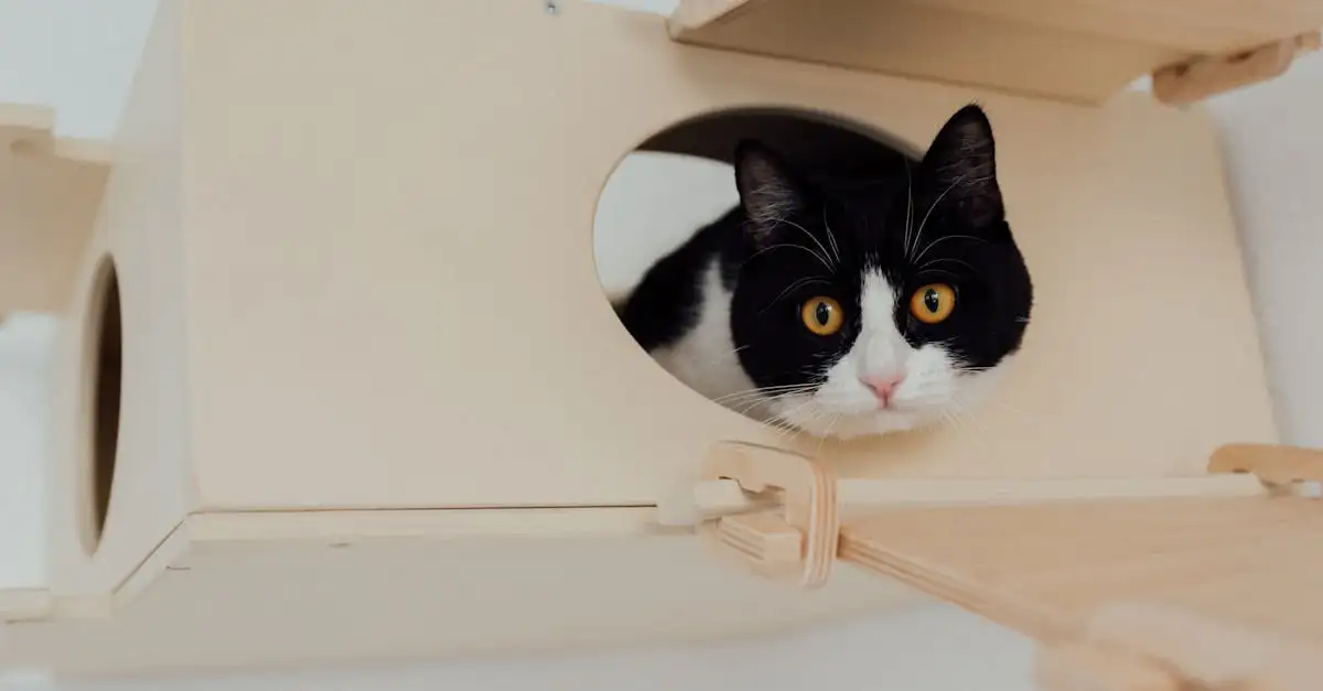 Com que frequência devo trocar a caixa de areia do meu gato?