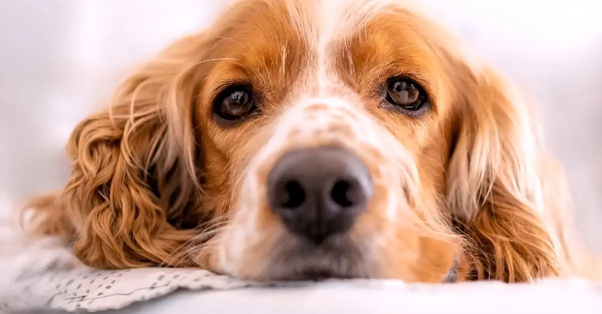 Como a reprodução seletiva moldou a aparência dos cães?