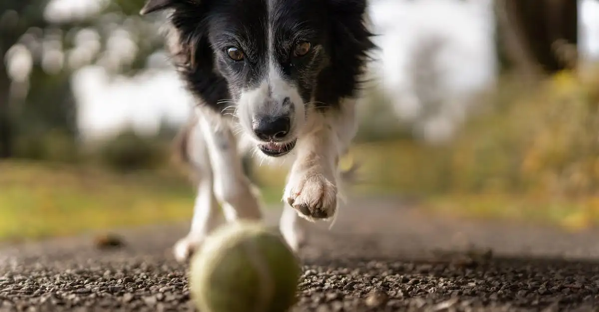 Como a reprodução seletiva moldou a aparência dos cães?