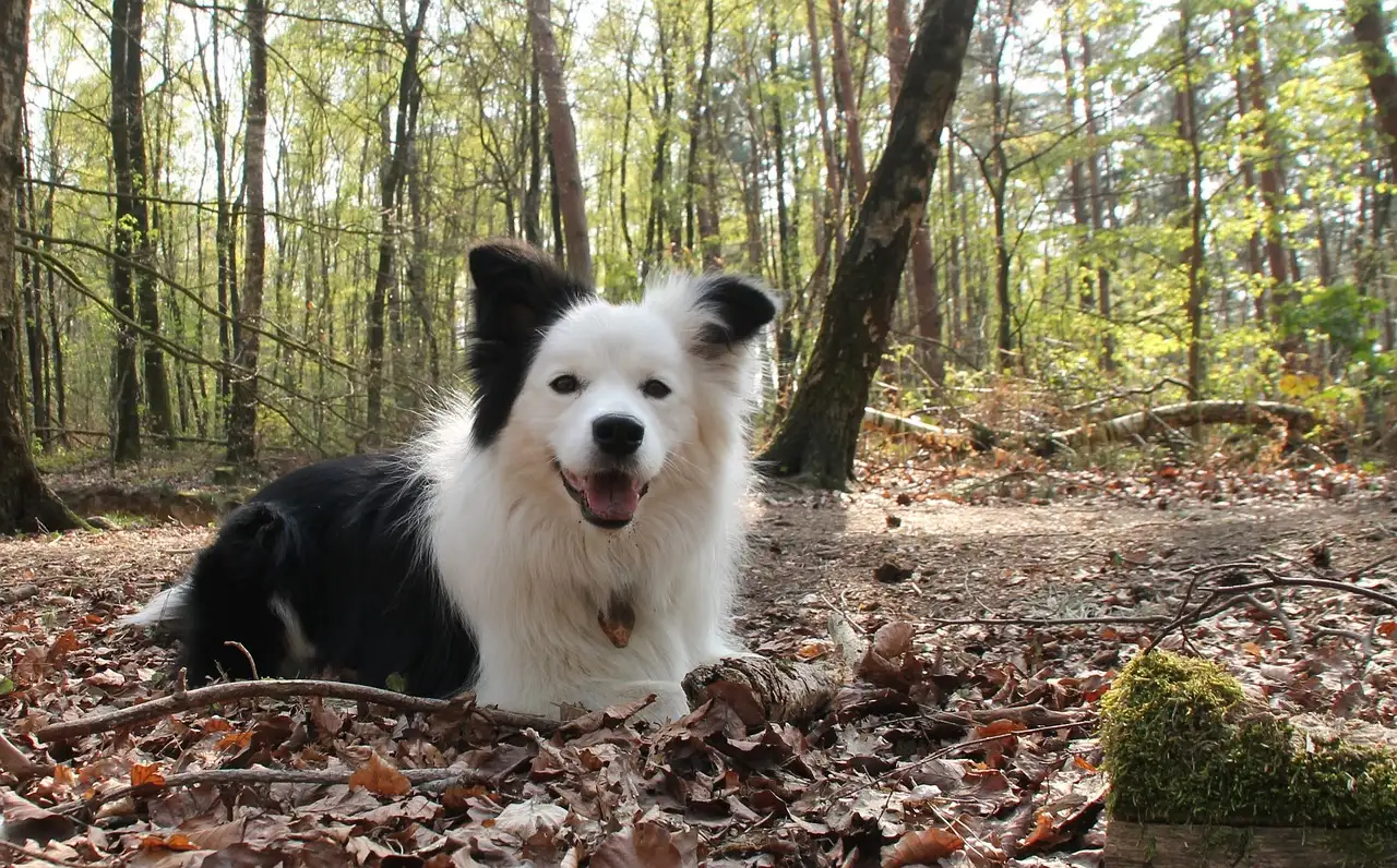 Como identificar rapidamente a intoxicação em cães?