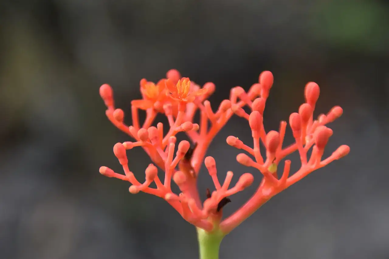 Como o ginseng pode aumentar seus níveis de energia?