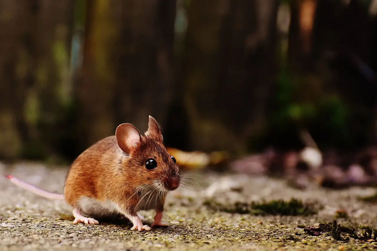 Como pegar um rato de forma eficaz e segura?