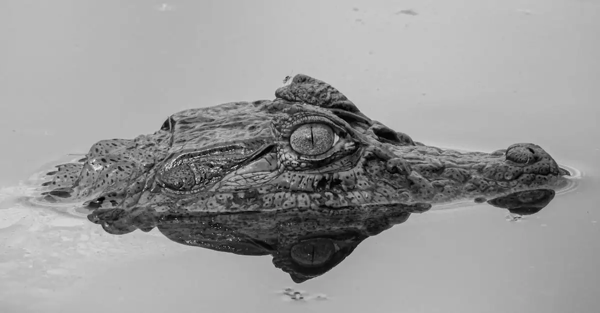 Por que o Pantanal é crucial para o Brasil?