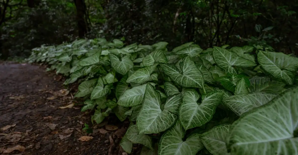 Quais plantas coexistiram com os dinossauros? Descubra!