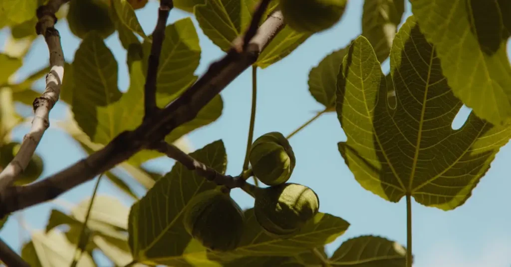Qual é o melhor tempo para podar uma figueira?