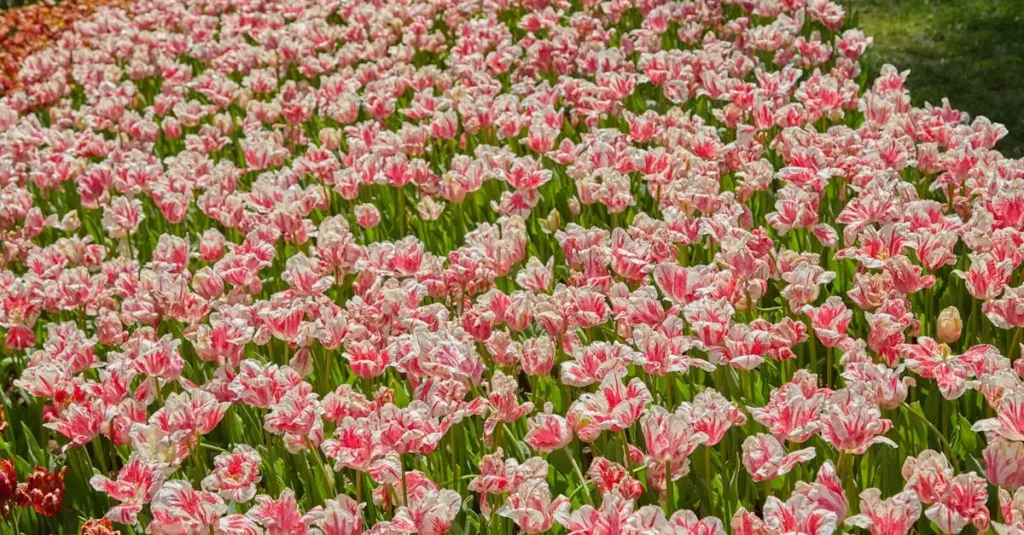 Qual planta gerou a mania das tulipas no século 17?