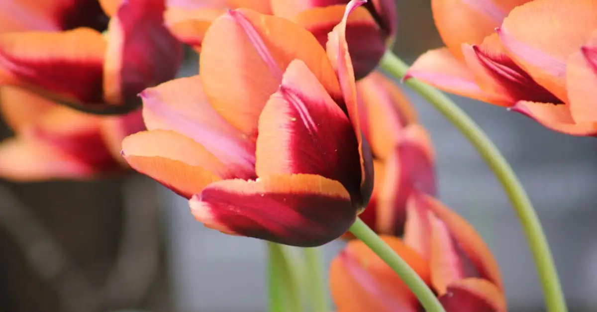 Qual planta gerou a mania das tulipas no século 17?