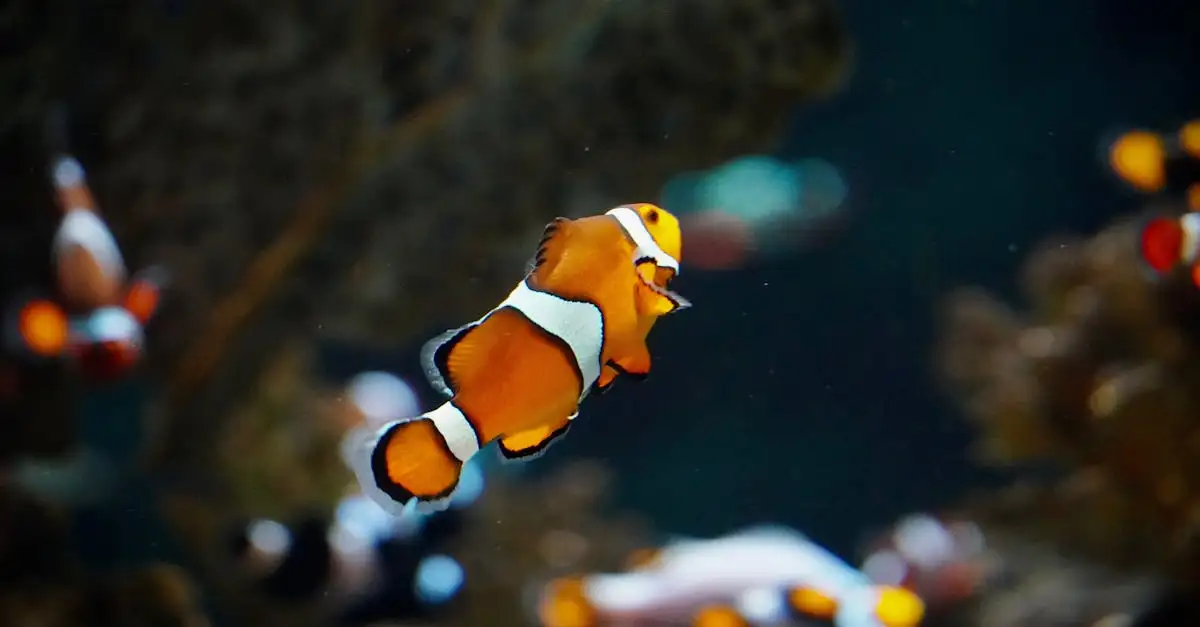 Como os peixes dormem em aquários? Descubra agora!