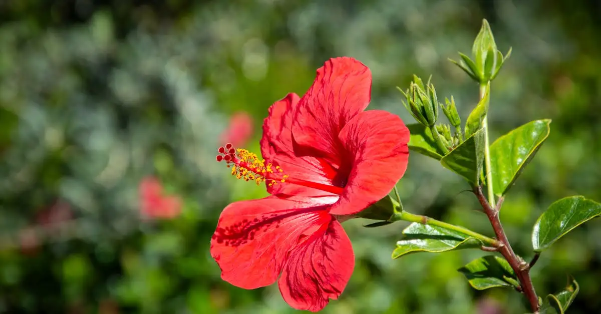 Hibisco: Quais são seus benefícios e aplicações?