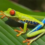 O que encontrar nas florestas tropicais da Costa Rica?