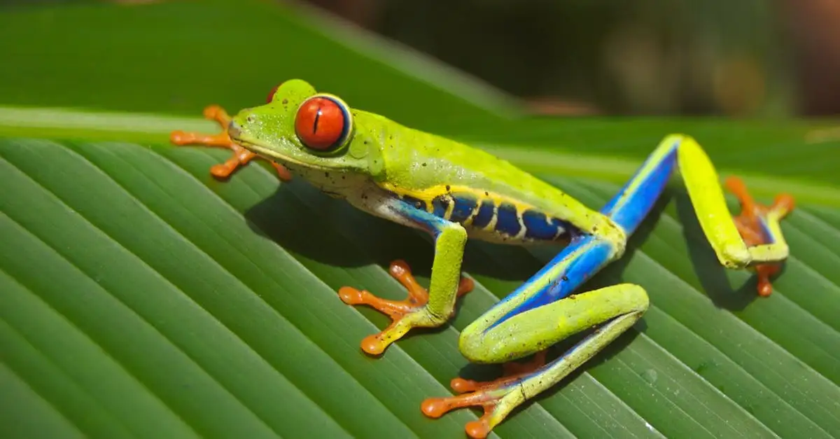 O que encontrar nas florestas tropicais da Costa Rica?