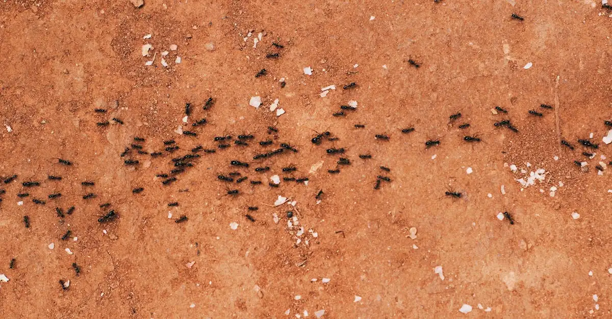 Para que servem as formigas? Entenda sua importância!