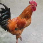 Por que a galinha atravessou a estrada? Saiba a resposta!