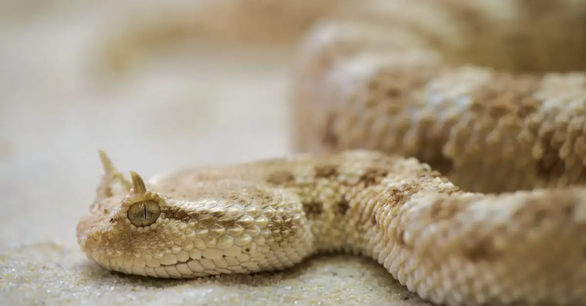 Por que algumas cobras são venenosas e outras não?