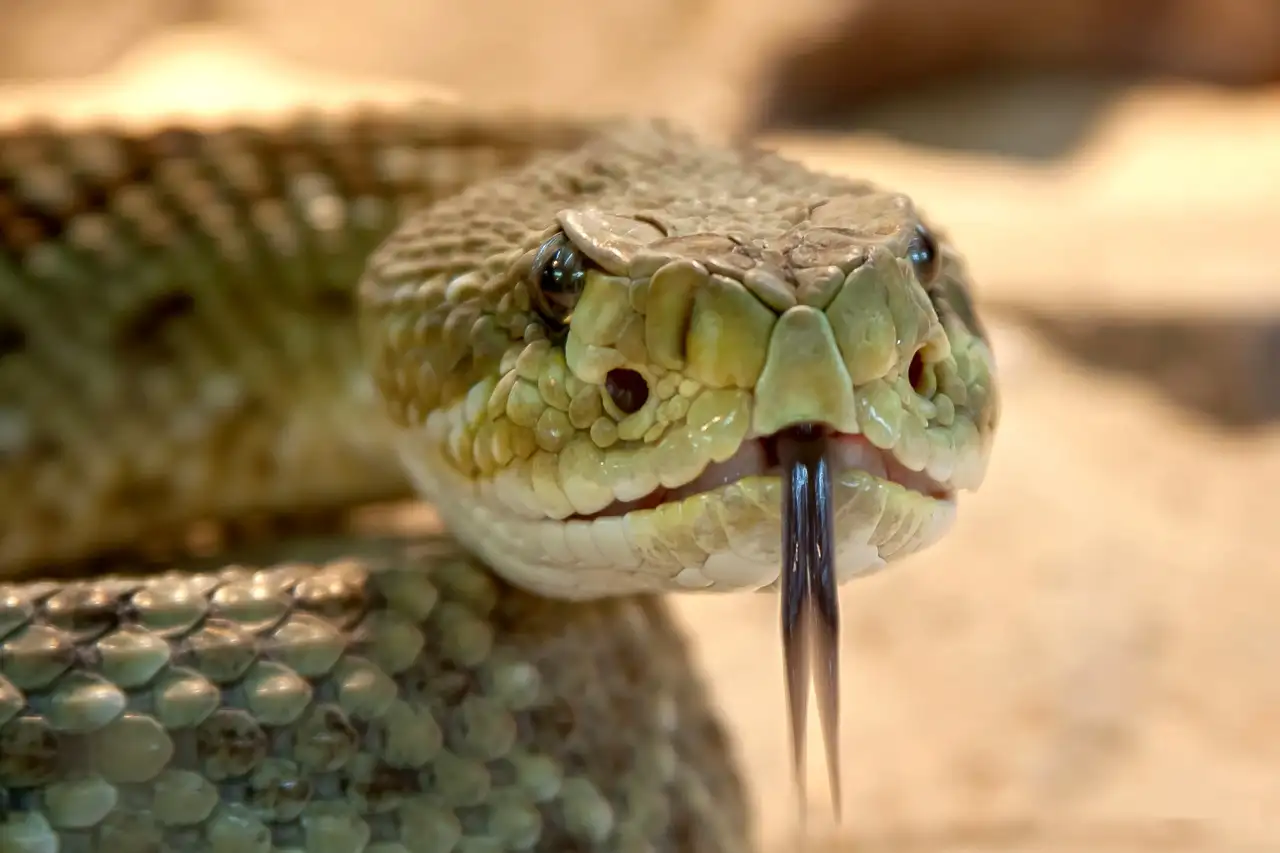 Por que algumas cobras são venenosas e outras não?