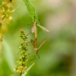 Quais os benefícios das aranhas? Descubra agora!