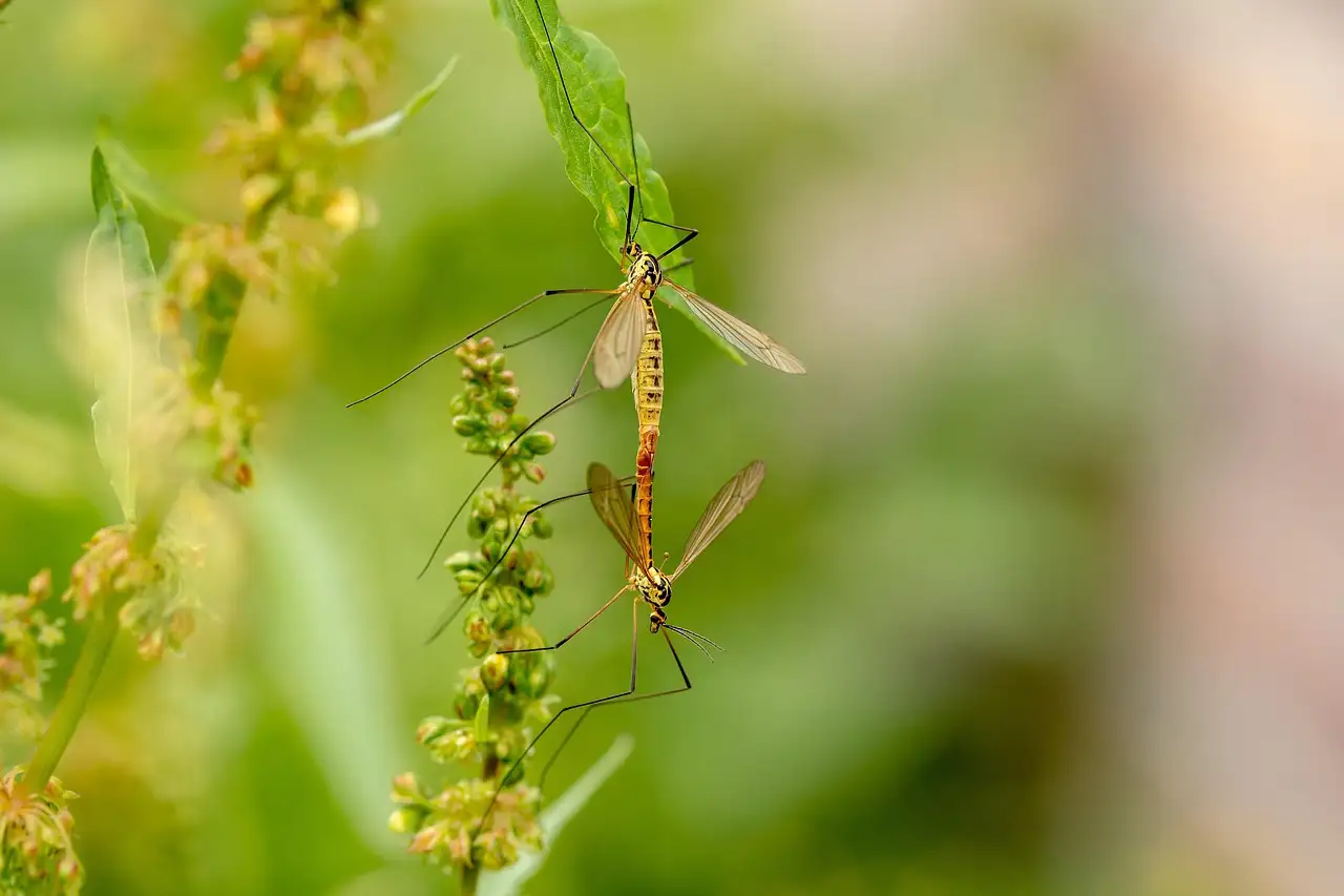 Quais os benefícios das aranhas? Descubra agora!