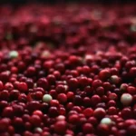 Quais são as melhores pílulas de cranberry para infecção urinária?