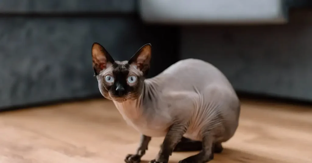 Quais são os gatos hipoalergênicos ideais para você?