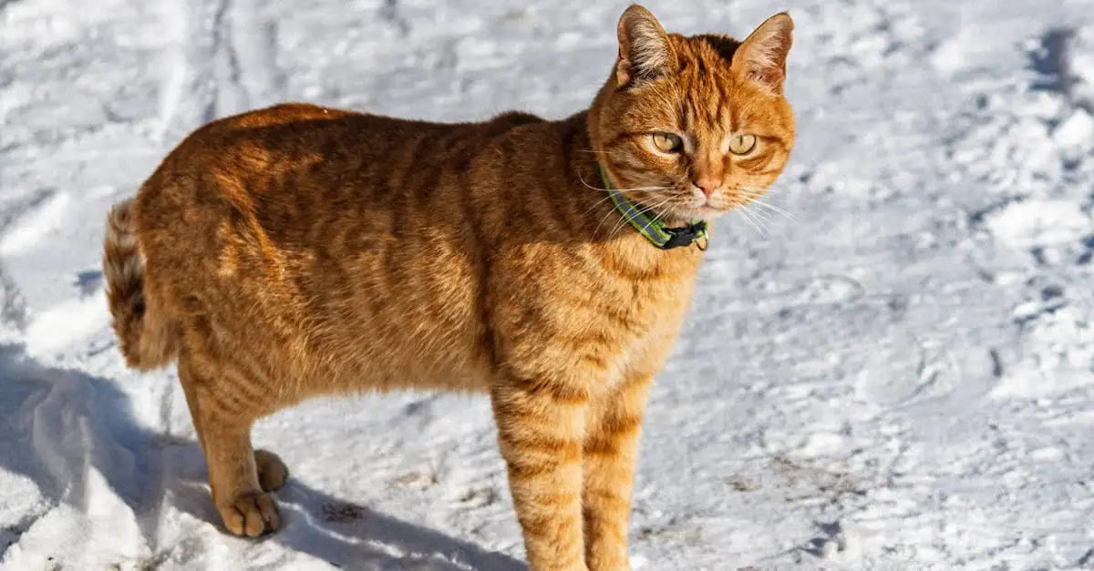 Qual animal de estimação é o ideal para você?