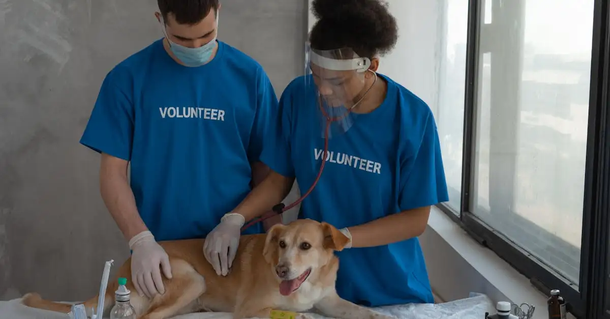 Qual animal de estimação é o seu companheiro ideal?