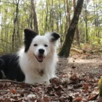 Qual cachorro combina com você? Descubra agora!