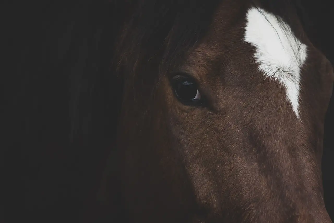 Qual cavalo é o ideal para você? Descubra agora!