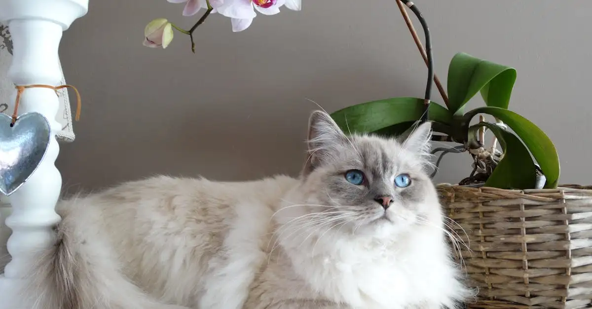 Qual raça de gato é a ideal para você? Descubra aqui!