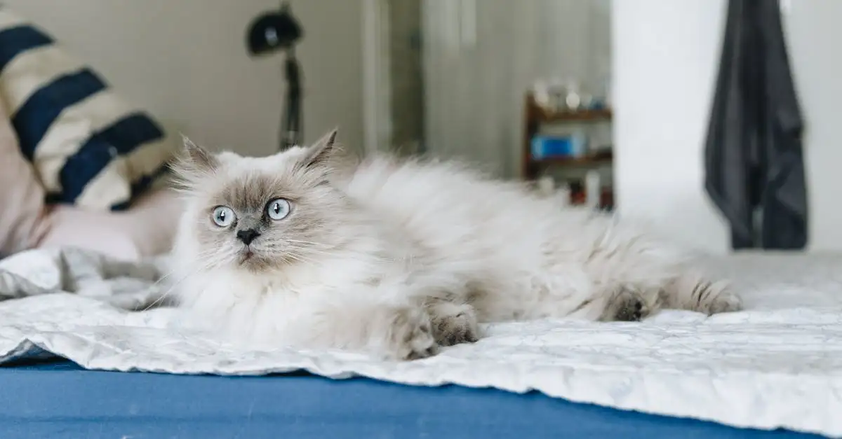 Qual raça de gato é a ideal para você? Descubra aqui!