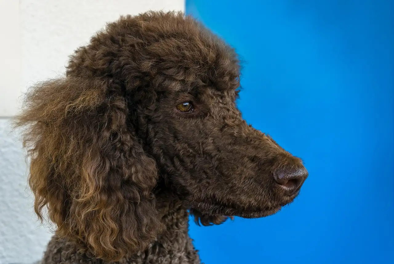 Papiros são essenciais para o avanço do conhecimento médico?