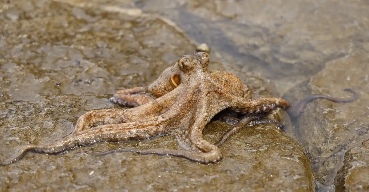 Por que os polvos são tão inteligentes entre os invertebrados?