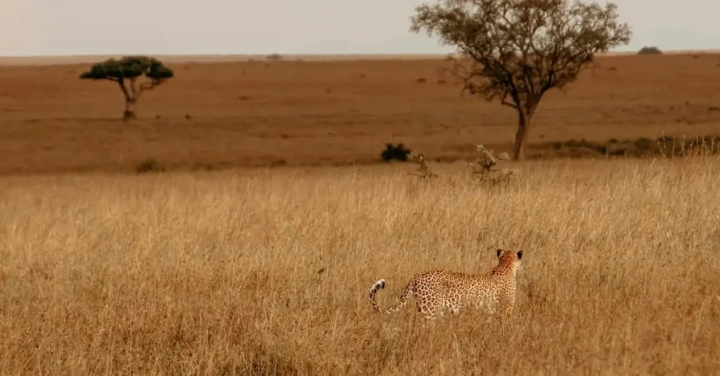 Qual é o maior parque nacional da África?