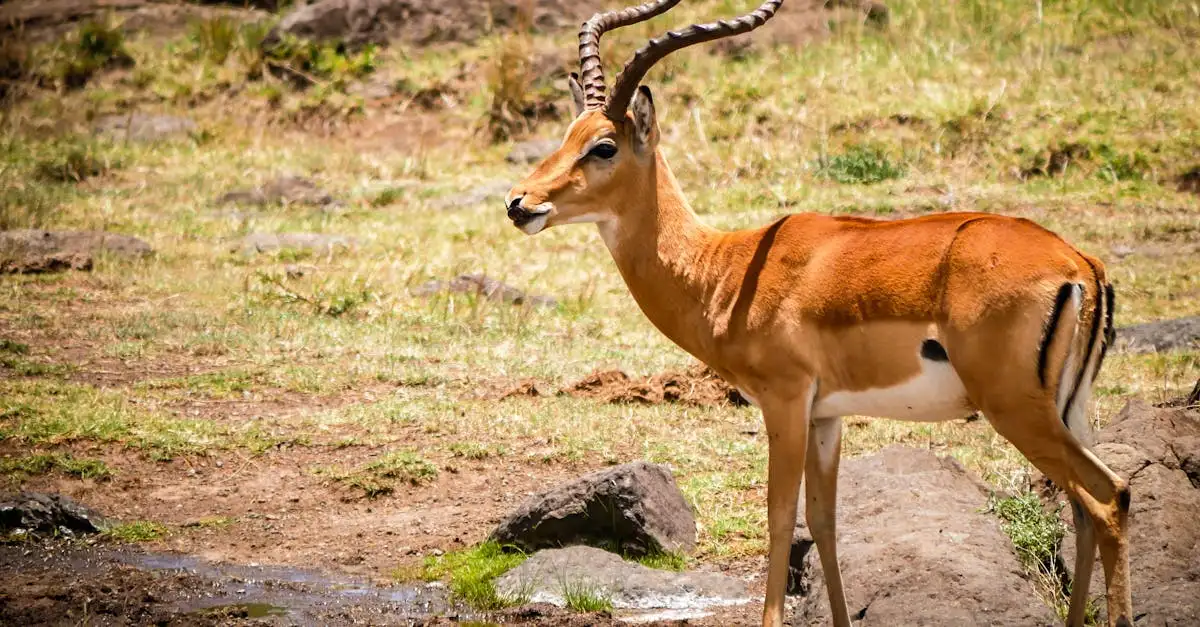 Qual é o maior parque nacional da África?