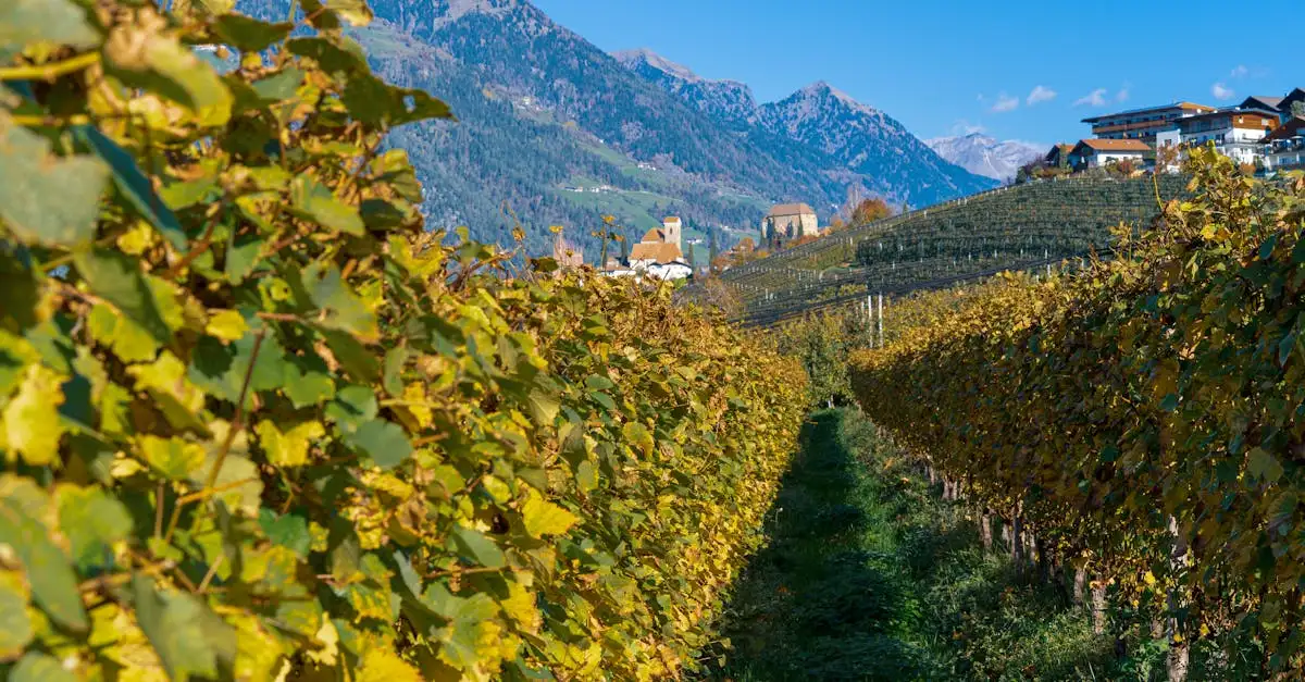 Qual vinho harmoniza melhor com sopa de ervilha?